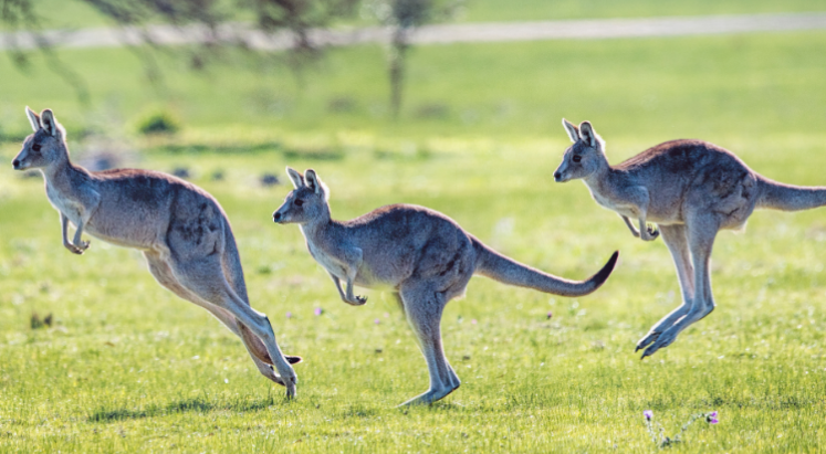 Nesli tükenmiş üç yeni kanguru türü keşfedildi