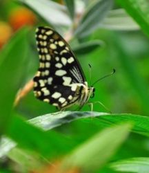 Kelebeğin gerçek rüyası Butterfly World Antalya