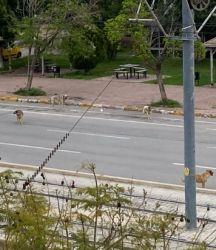 Başıboş köpekler trafiği birbirine kattı