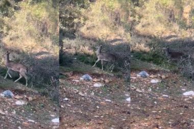 Alageyikler Antalya’da görüntülendi