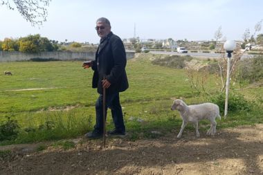 Biberonla beslenen kuzu, sahibini bir an bile bırakmıyor