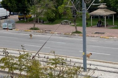 Başıboş köpekler trafiği birbirine kattı