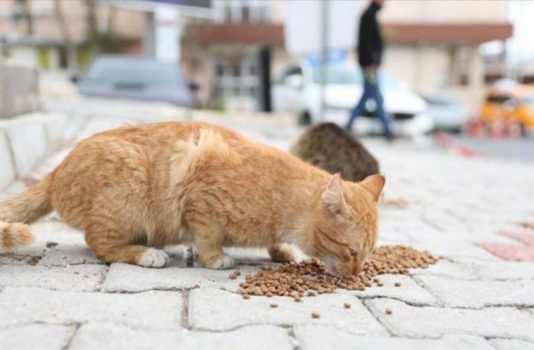 Kepez Belediyesi’nden 42 tonluk mama ihalesi