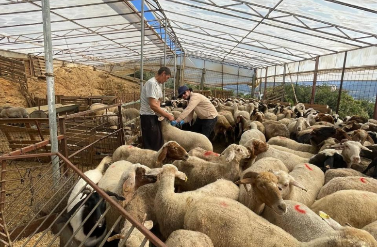 Antalya'da Kurbanlık denetimleri başladı