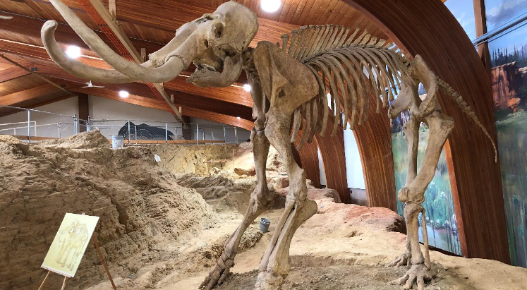 Yünlü mamutların nesli ‘genetik olmayan’ sebeplerle tükendi