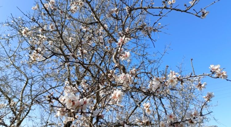 Gazipaşa'da badem ağaçları “yalancı bahar”a aldandı