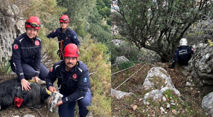 Antalya'da dağlık alanlarda mahsur kalan 2 keçi kurtarıldı