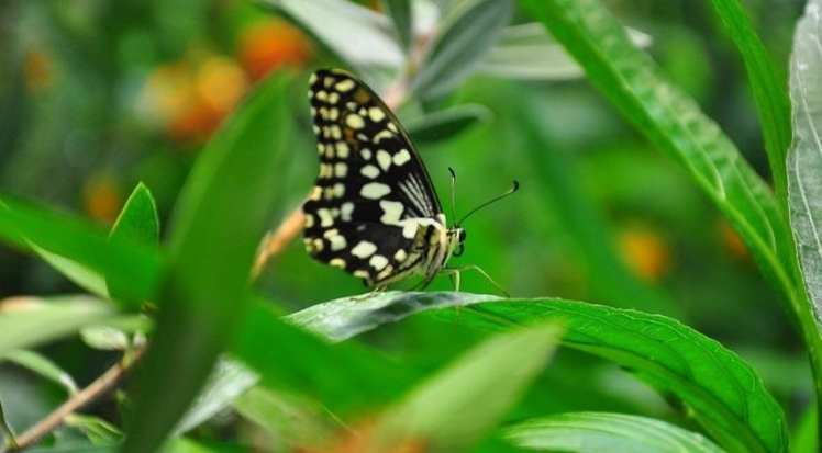 Kelebeğin gerçek rüyası Butterfly World Antalya