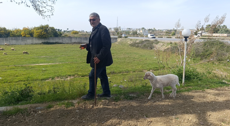 Biberonla beslenen kuzu, sahibini bir an bile bırakmıyor
