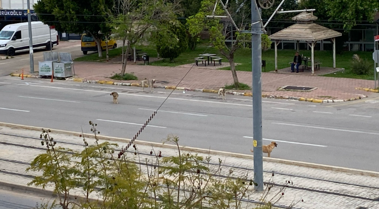 Başıboş köpekler trafiği birbirine kattı