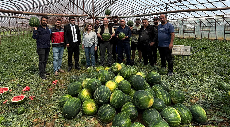 Serik'te örtü altı karpuz üretiminin olgunluğu incelendi