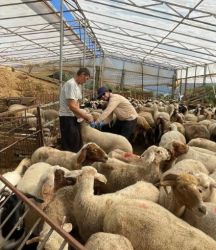 Antalya'da Kurbanlık denetimleri başladı