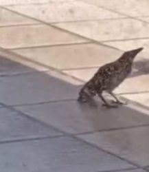 Antalya’nın sıcağı kargayı bayılttı