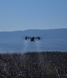 Çiçek açan kayısı ağaçları zirai dronla ilaçlandı