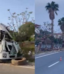 Sebze yüklü tır refüjdeki palmiye ağacına çarptı