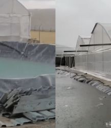 Yağmur hasadı seralara can suyu oluyor