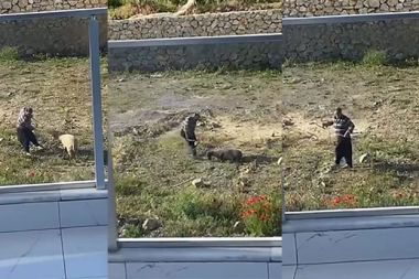 Alanya’da koyuna şiddet uygulayan şahıs yakalandı