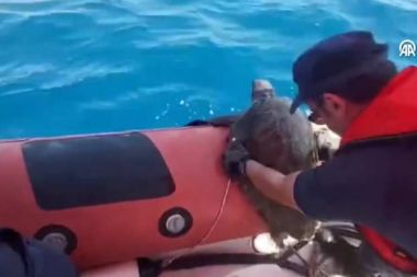 Yaralı caretta carettayı Sahil Güvenlik ekipleri kurtardı