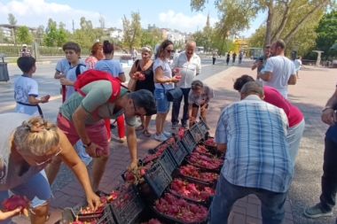 Aracılara kızan üretici 2 bin adet Ejder meyvesini bedava dağıttı