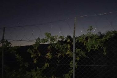 Avokado hırsızlarına dikenli tel ve çoban köpekli önlem
