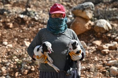 Besiciler yenidoğan oğlaklarla ilgileniyor