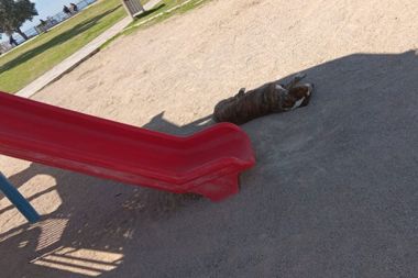 Parklarda çocuk sesi değil köpek sesi yükseliyor