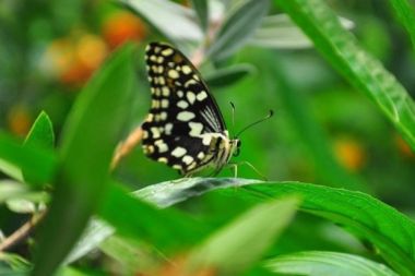 Kelebeğin gerçek rüyası Butterfly World Antalya