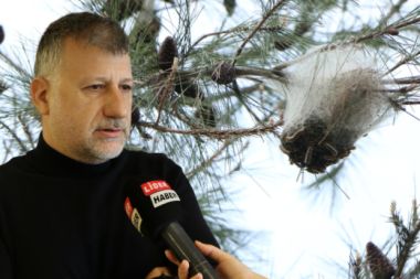 Çam kese böceği tehlikesi artıyor