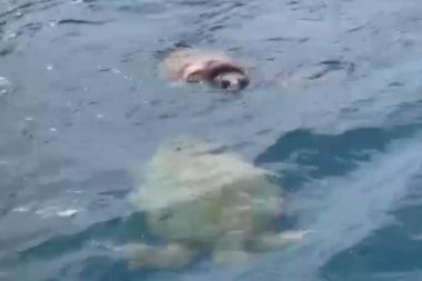 Çifte kumru caretta carettalar yürekleri ısıttı