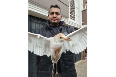 Akseki’de yaralı Sığır Balıkçıl kuşu bulundu