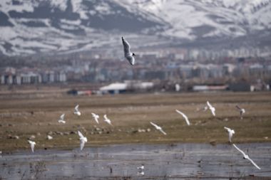 Sulak alanları göçmen kuşlarla şenlendi