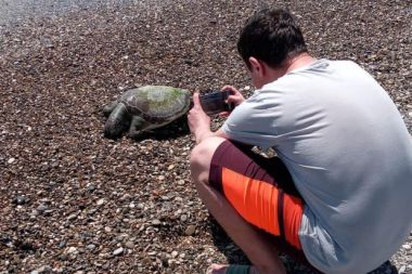 Serik'te ölü caretta caretta sahile vurdu