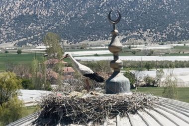 Elmalı’daki bir caminin kubbesi ise yıllardır aynı leyleği ağırlıyor