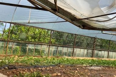 Dolu yağışı mahsullere zarar verdi