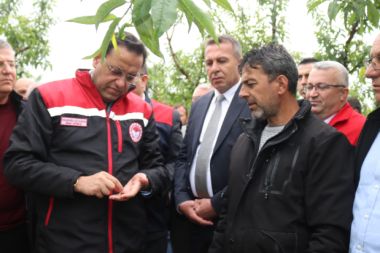Bakan Yardımcısı Gizligider, zirai dondan etkilenen alanları inceledi