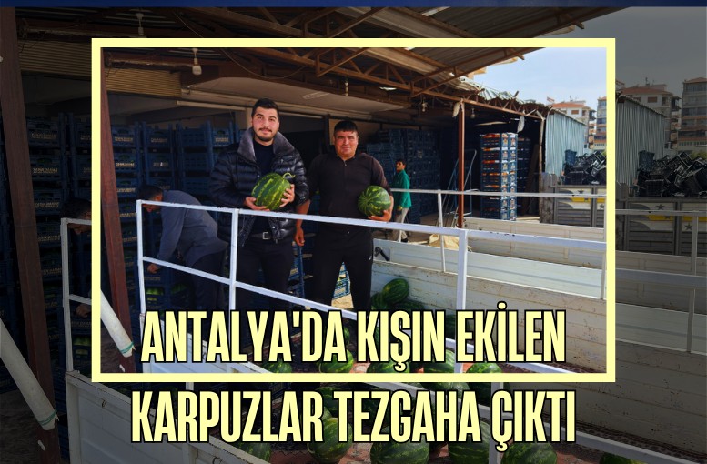 Antalya'da kışın ekilen karpuzlar tezgaha çıktı
