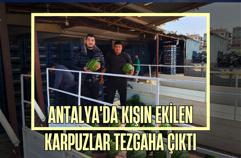 Antalya'da kışın ekilen karpuzlar tezgaha çıktı