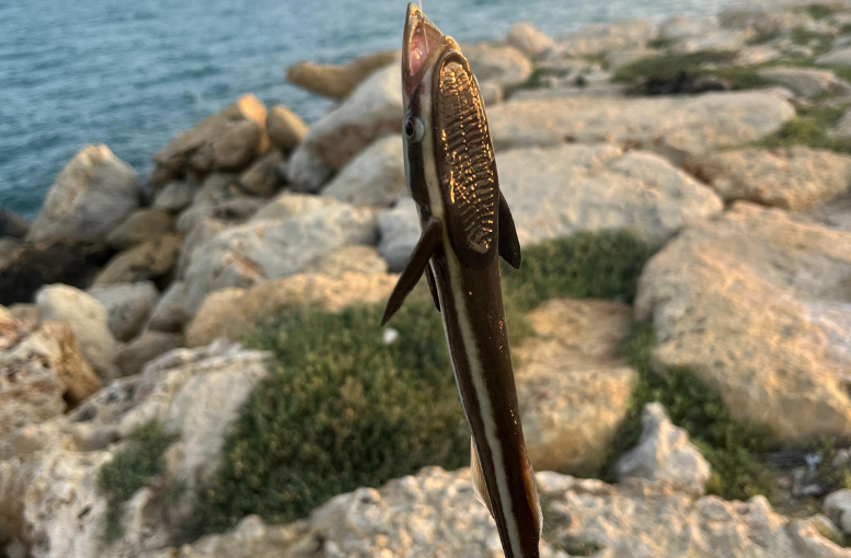 Nadiren görülen Remora balığı Antalya sahillerinde