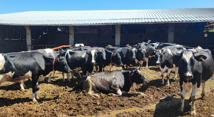 Kurbanlık alacaklara tüberküloz uyarısı