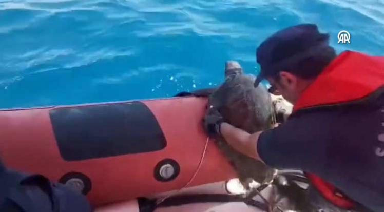 Yaralı caretta carettayı Sahil Güvenlik ekipleri kurtardı