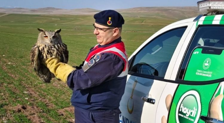 Jandarmanın bulduğu yaralı puhu tedaviye alındı