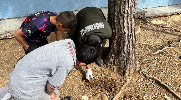 Çam ağaçlarının koruyucusu terminatör böcekler doğaya bırakıldı