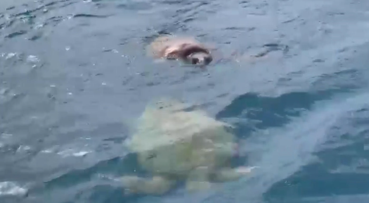 Çifte kumru caretta carettalar yürekleri ısıttı
