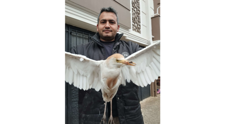Akseki’de yaralı Sığır Balıkçıl kuşu bulundu