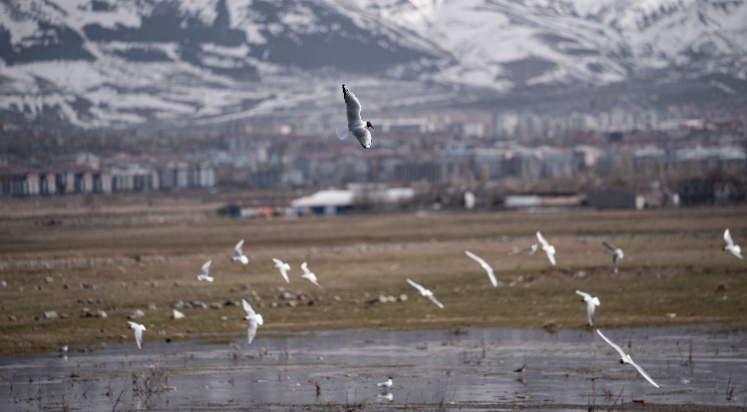 Sulak alanları göçmen kuşlarla şenlendi