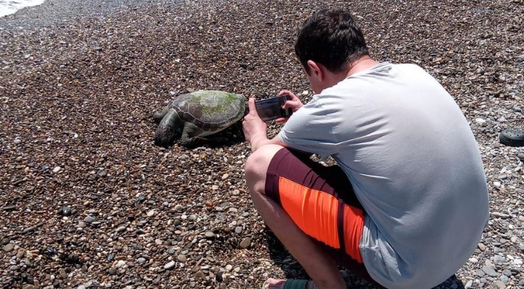 Serik'te ölü caretta caretta sahile vurdu