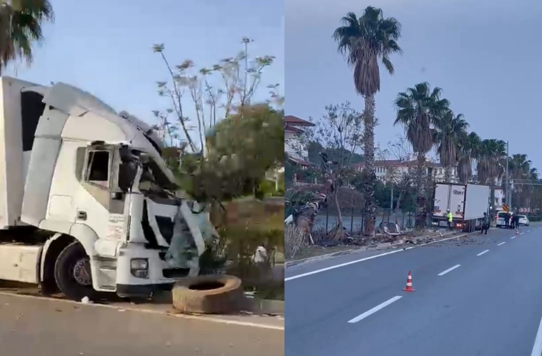 Sebze yüklü tır refüjdeki palmiye ağacına çarptı